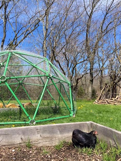 Customer Review Of Our 13 Geodesic Chicken Coop Kit By Susie Hendricks