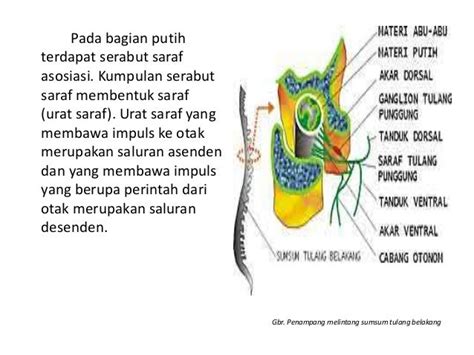 Gerak Sadar Dan Gerak Refleks