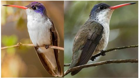 17 MOST COMMON Hummingbirds in Mexico! (2025) - Bird Watching HQ