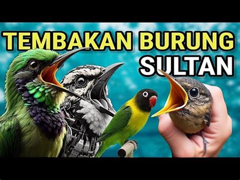 MASTERAN DAHSYAT MATERI SULTAN BUAT PANCINGAN BURUNG LOMBA FULL