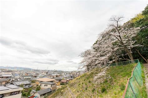 見上げて歩く、桜さんぽ。春の枚方のおすすめお花見名所【枚方まとめ】 大阪府枚方市の観光情報誌『ひらいろ』