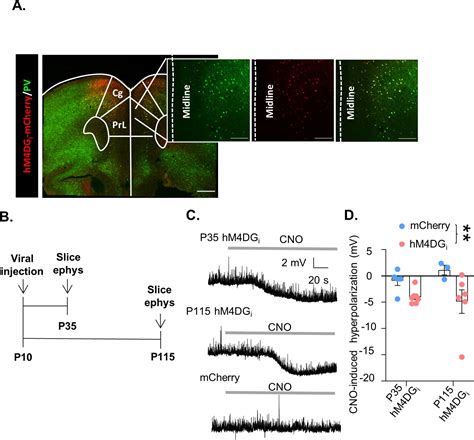 Mature Parvalbumin Interneuron Function In Prefrontal Cortex Requires Activity During A