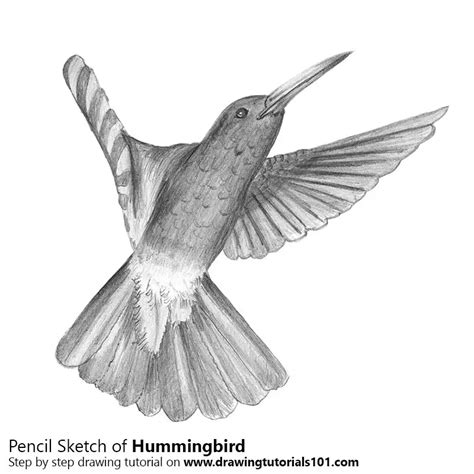 Hummingbird Pencil Drawing - How to Sketch Hummingbird using Pencils : DrawingTutorials101.com