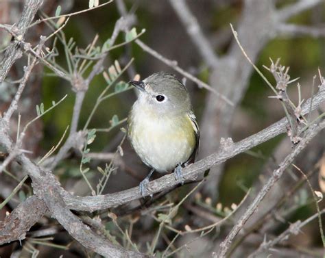 Blue Headed Cassins And Plumbeous Vireo Identification Surfbirds