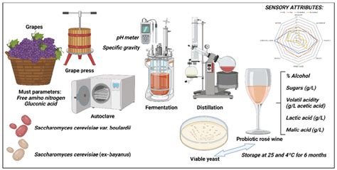 Scheme Of The Wine Fermentation And Distillation Produced With