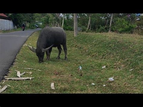 Kerbau Jumbo Makan Rumput Di Pinggir Jalan Desa YouTube