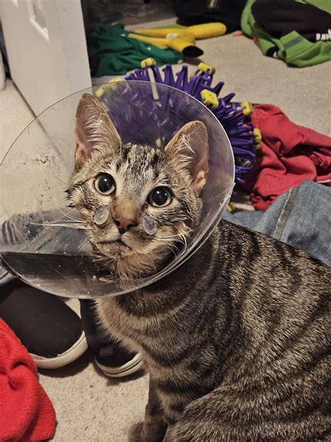 Broken jaw fixed with button procedure : r/cats