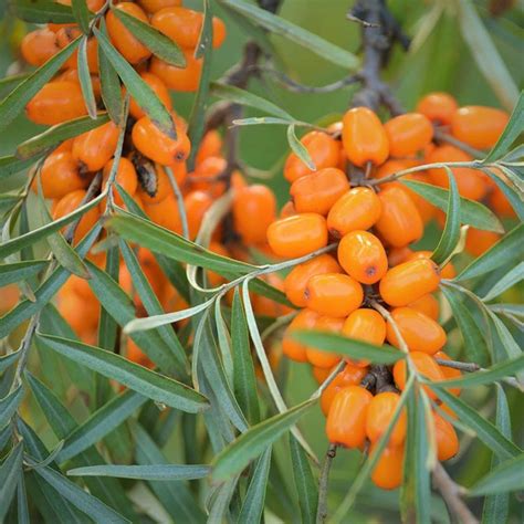 Клубни Облепиха МастерСад купить по выгодной цене в интернет-магазине ...