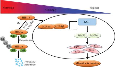 A Brief Schematic Diagram Depicting How Hypoxia Promote Migration And