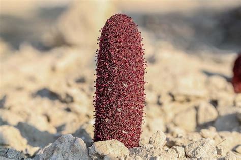 arabian desert plants - Yahoo Image Search Results | Desert plants ...