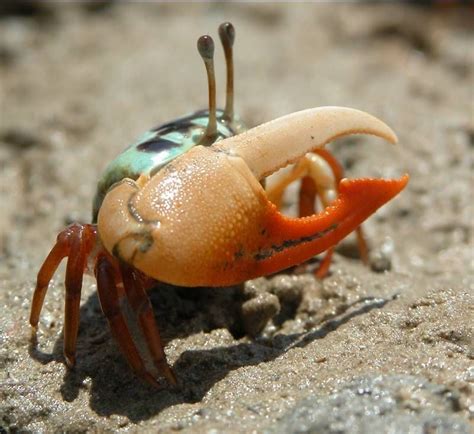 Манящий краб (улыбаемся и машем) | Пикабу