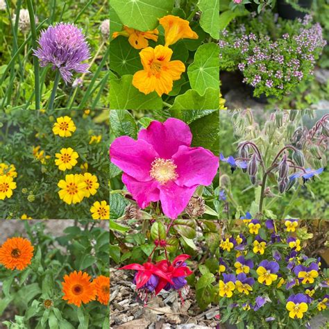 Edible Flower Power — Neantog Farm