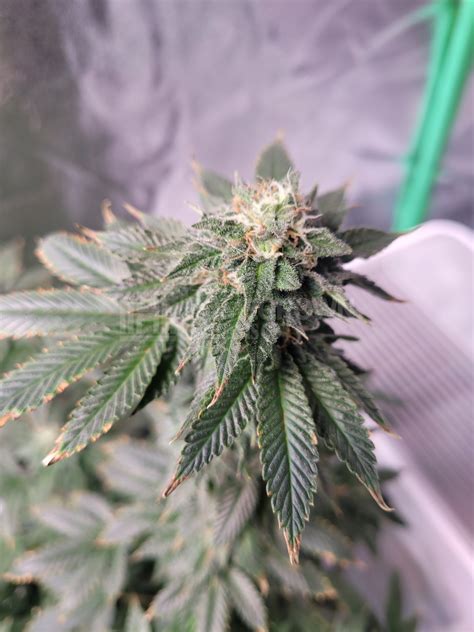 Blood Diamond OG Feminized Cannabis Seeds Week 14 Grow Journal By