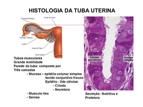Função Da Tuba Uterina - Tuba Uterina: O Sistema Reprodutor Feminino! – OKZAA