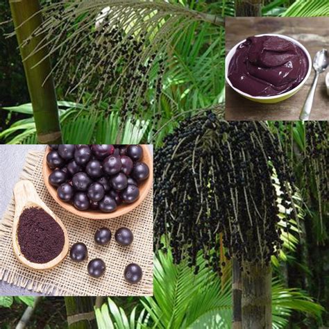 Palmeira De Acai - Palmeira De Acai