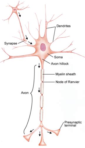 Neurons Structure Function Flashcards Quizlet