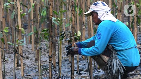 Peduli Jaga Lingkungan Bri Life Tanam Ribuan Pohon Mangrove Di Jakarta