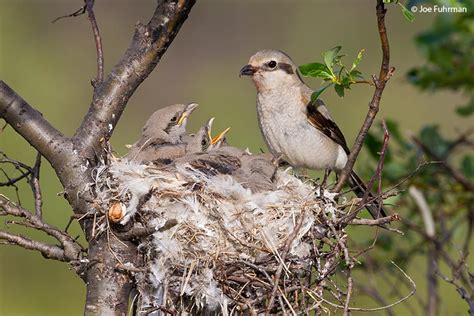 Northern Shrike – Joe Fuhrman Photography