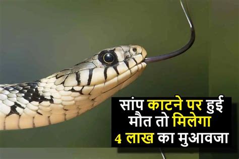 Snake Bite Death सांप काटने पर हुई मौत तो परिजनों को मिलेगा 4 लाख का