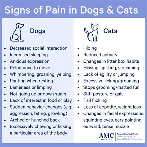 What Are The Signs Of A Dog In Pain
