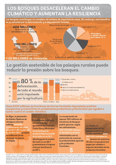 Infografía Los Bosques Desaceleran El Cambio Climático Y Aumentan La Resiliencia