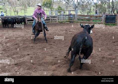 A Cowboy Demonstrates His Skill In Cutting Out Cattle At The Ebor
