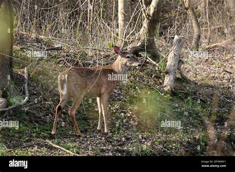 Deer In The Woods Stock Photo Alamy