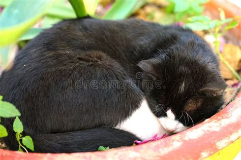 Beautiful Virgin Pussy Pornhub Stock Photos Free Royalty Free Stock Photos From Dreamstime