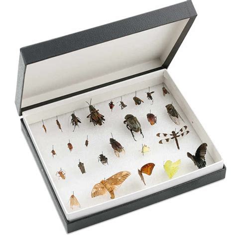 Insect Rearing Cage Biocraft Scientific
