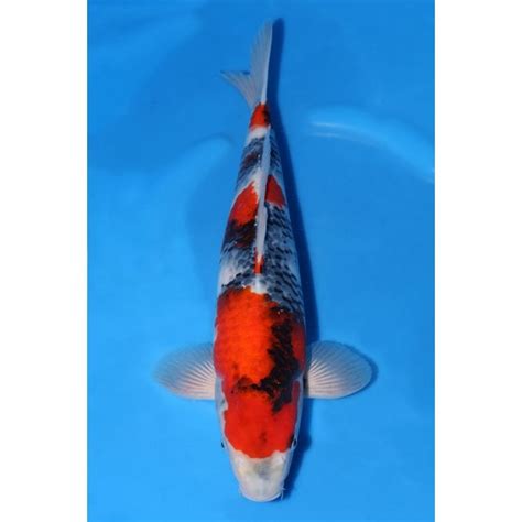 Dainichi Toyota Showa A Dat Koi From Queni Koi Ltd Uk