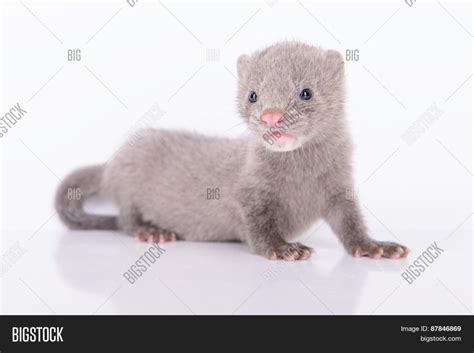 Голубая норка - 74 фото