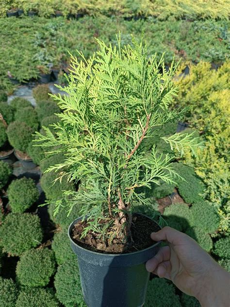 Sam garden – продаж хвойник дерев, саджанців, декоративних рослин ...