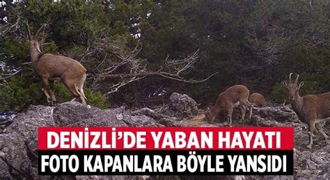 Denizli de yaban hayatı foto kapanlara yakalandı