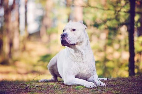 Dogo Argentino Raças De Cachorro