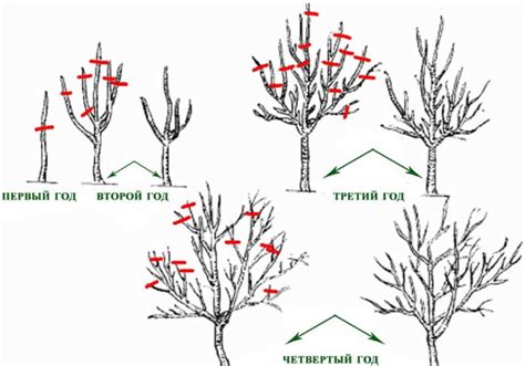 Яблоня Слава Победителям. Описание, фото, отзывы садоводов ...
