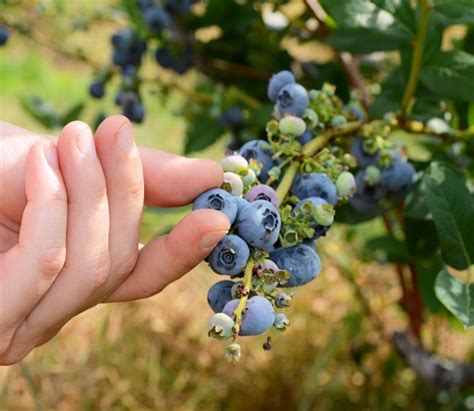 How To Grow Your Own Blueberries The Easily Grown Super Food