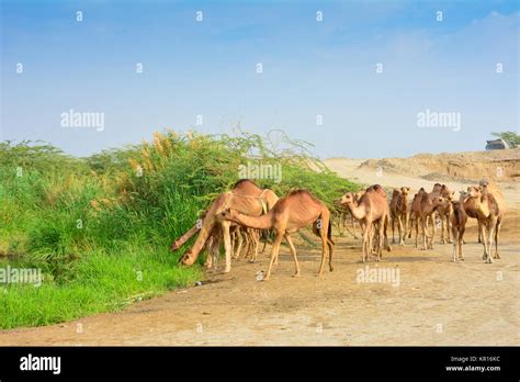 Camels Eating Hi Res Stock Photography And Images Alamy