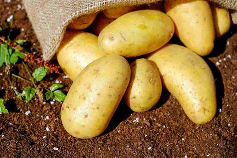 Le Patate Non Sono Tutte Uguali Ti Spiego Quali Scegliere E Come