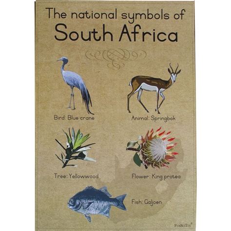 Poster Sa National Symbols A2 South Africa Satoytrade