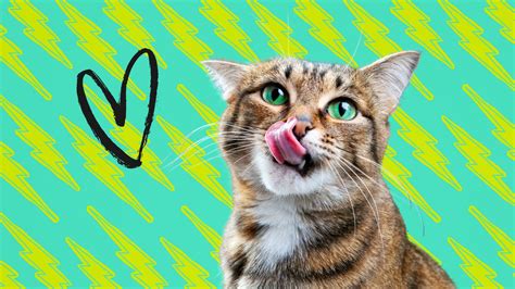 Unwrapping the Hype: What Makes Churu Cat Treats So Irresistible?