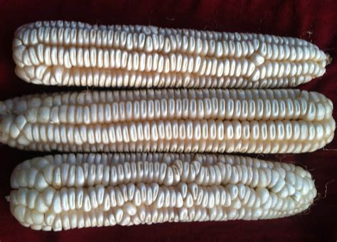 hickory cane dent corn