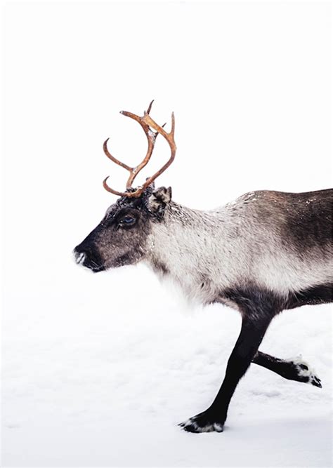 Reindeer Posters And Prints By Joakim Norenius Printler