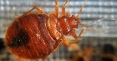 How to Prevent and Deal with Bed Bug Infestation – Archyde