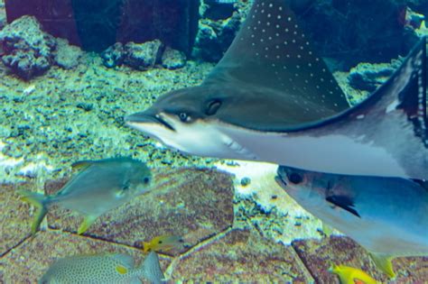 Premium Photo The Ocellated Eagle Ray Aetobatus Ocellatus Is A