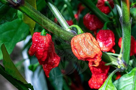 Carolina Reaper