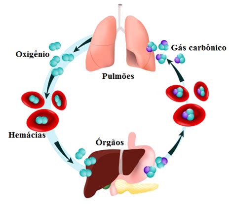 Hematose É Um Fenômeno Que Ocorre - Hematose - Brasil Escola