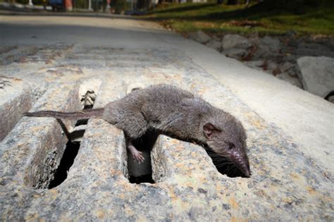 Asian House Shrew Mammals Of Lumbini Area · Inaturalist