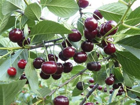 Вишня Шоколадница: описание и характеристики сорта, особенности посадки ...