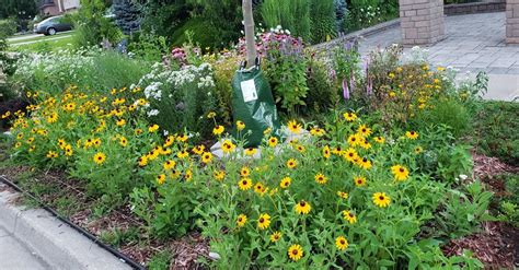 Low-maintenance boulevard gardens | Wild Pollinator Partners