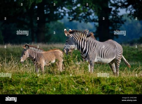 Zebra Mother And Foal Stock Photo Alamy